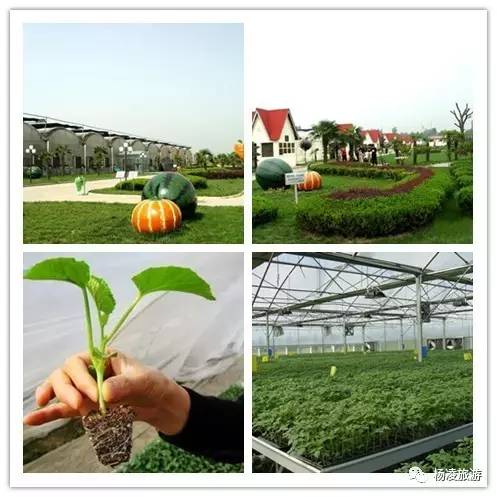 楊凌農科金牌旅游聯盟之景區篇(三) —— 探索現代農業的奇妙窗口 楊凌新天地農業科技示范園